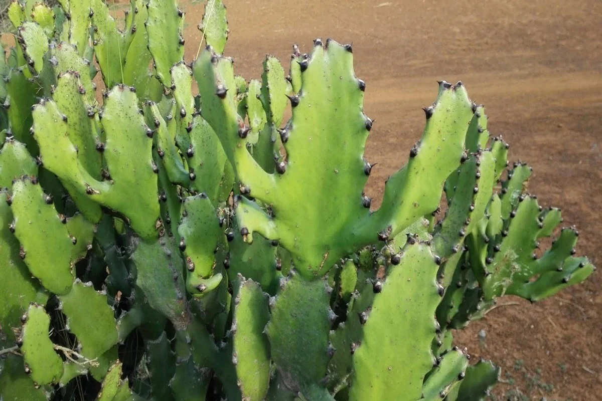 தவறியும் இந்த செடிகளை வீடுகளில் வளர்க்காதீர்கள்..பண பிரச்சனை வருமாம் | We Shouldnt Keep These Plants According Vastu