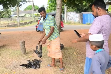 புத்தளத்தில் திடீரென உயிரிழந்த காகங்கள் (Video)