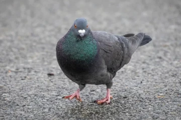 கனடாவில் சிறைக்குள் பறந்துவந்த புறாவின் கழுத்திலிருந்த அந்த பொருள்: திகைத்துப்போன அதிகாரிகள்