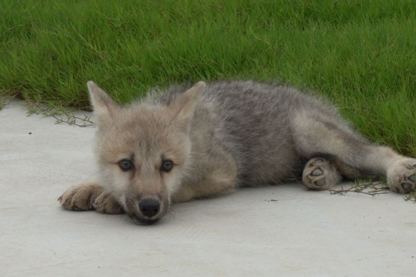 ஓநாய் மூலம் புதிய சாதனை படைத்த சீனா! | China Made A New Record With A Wolf