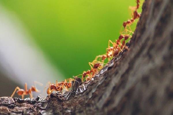 எறும்புக்காக இப்படியா! இளம் குடும்ப பெண் செய்த செயலால் கதறும் குடும்பத்தினர் | Family Weeps Over Young Woman S Act எறும்புக்காக இப்படியா! இளம் குடும்ப பெண் செய்த செயலால் கதறும் குடும்பத்தினர் | Family Weeps Over Young Woman S Act