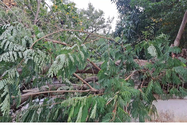 யாழ்ப்பாணத்தில் மயிரிழையில் தப்பிய ஆட்டோ சாரதி | Auto Driver Escaped In Jaffna