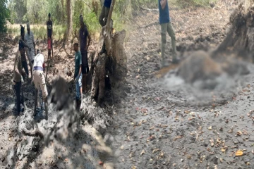 வவுனியாவில் சேற்றில் புதைந்த யானையை மீட்கும் பணிகள் தீவிரம் (Photos)