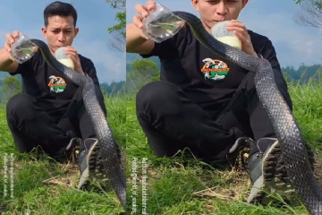 வயிறு நிரம்ப தண்ணீர் குடித்த கருப்பு ராஜ நாகம் - கடைசியில் கொடுத்த ரியாக்ஷன் பாருங்க