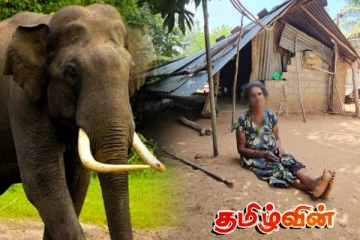 முல்லைத்தீவில் காட்டு யானையின் தாக்குதலில் வீடு முற்றாக சேதம்