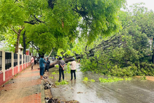யாழில் ஏற்பட்ட பாரிய அசம்பாவிதம்: போக்குவரத்து தடை! | Tree Fell In Jaffna Causing Traffic Disruption