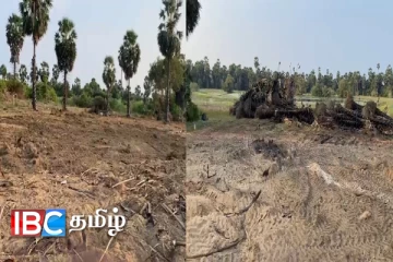 இயக்கச்சியில் இரவோடு இரவாக நூற்றுக்கணக்கான பனைகள் அழிப்பு !