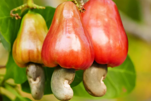 உங்களுக்கு தெரியுமா? முந்திரி பழம் சாப்பிடுவதால் ஏராள நன்மைகள்! | Many Benefits To Eating Cashew Fruit உங்களுக்கு தெரியுமா? முந்திரி பழம் சாப்பிடுவதால் ஏராள நன்மைகள்! | Many Benefits To Eating Cashew Fruit