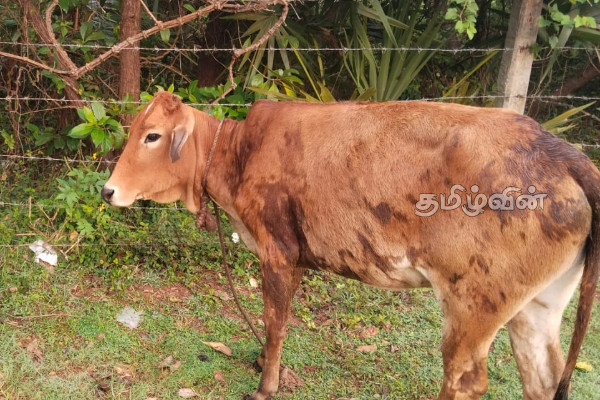 யாழில் மாடுகளை கடத்திச் சென்றவர் கைது! | Man Arrested For Smuggling Cows In Jaffna யாழில் மாடுகளை கடத்திச் சென்றவர் கைது! | Man Arrested For Smuggling Cows In Jaffna