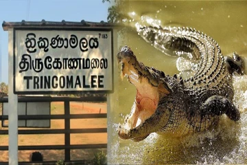 திருகோணமலையில் முதலை தாக்கியதில் ஒருவர் பலி