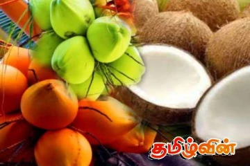 40 ரூபாவால் அதிகரித்த தேங்காயின் விலை! குறைந்துள்ள உற்பத்தி