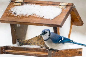 கனடாவில் முன்கூட்டிய பனிப்பொழிவு குறித்து எதிர்வுகூறல்