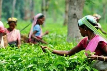 වතු ජනතාවට ස්ථිර ලිපින ඉල්ලයි.