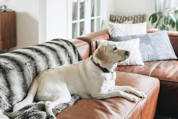 இலங்கையில் செல்லப்பிராணிகள் வைத்திருப்போருக்கு அவசர எச்சரிக்கை