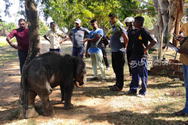 தாயால் கைவிடப்பட்ட 4 வயது யானைக்குட்டி கந்தளாயில் மீட்பு | 4 Year Old Elephant Calf Abandoned Mother Rescued