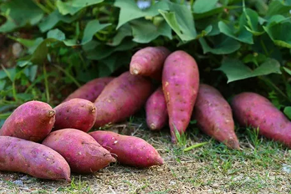 உயர்ந்து செல்லும் கிழங்கு வகைகளின் விலை | Prices Of Rising Yam Varieties