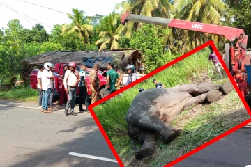 யாழ்ப்பாணம் - கண்டி பிரதான வீதியில் வாகனம் மோதி யானை உயிரிழப்பு