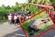 யாழ்ப்பாணம் - கண்டி பிரதான வீதியில் வாகனம் மோதி யானை உயிரிழப்பு