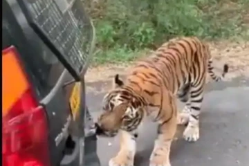 பசியில் காரை விருந்தாக்க துடிக்கும் புலி! அதிரடி வைத்த வீடியோ