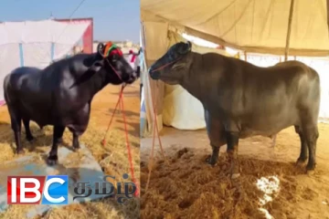 ரூபா 80 கோடி மதிப்புள்ள எருமை மாடு : எங்குள்ளது தெரியுமா..!