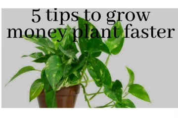 மணி பிளாண்ட் இருந்தும் வீட்டில் வறுமையா? இந்த தவறுகளை செய்யாதீங்க