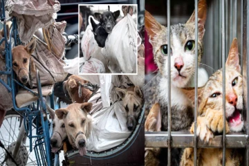 இந்தோனேசியாவில் பூனை,நாய் இறைச்சி விற்பனைக்கு அதிகாரிகள் தடை - மீறினால் கடும் நடவடிக்கை!