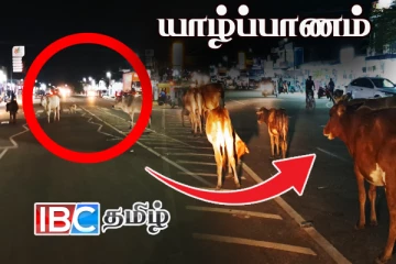 யாழில் கட்டாக்காலி மாடுகள் வைத்திருப்பவர்களுக்கு விடுக்கப்பட்டுள்ள அதிரடி எச்சரிக்கை!