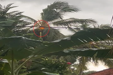 யாழில் திடீரென தீப்பற்றி எரிந்த தென்னை மரம்