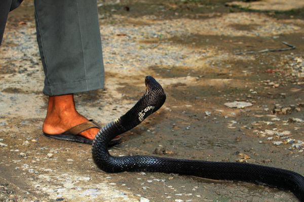 பாம்பு கடித்ததை அறியாத சிறுமியின் உயிர் பறிபோனது | Girl Dies Of Snake Bite