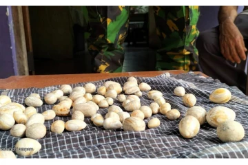 இலங்கையின் வரலாற்றில் கைப்பற்றப்பட்ட அதிகூடிய கஜமுத்துக்கள்!