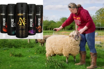 ஆடுகள் மீது அடிக்கப்படும் Axe Body Spray., பிரித்தானிய விவசாயிகளின் வித்தியாசமான முயற்சி