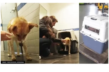 இந்தியாவில் தெருவில் சுற்றிக்கொண்டிருந்த நாய் ஒன்றை தத்தெடுத்துள்ள கனேடிய தம்பதியர்: ஒரு வைரல் செய்தி