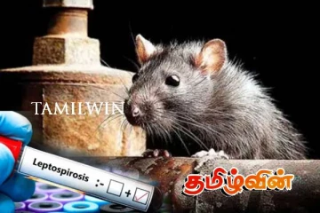 வடக்கில் பரவும் எலிக்காய்ச்சல் விலங்குகளிலும் பரவும் அபாயம்