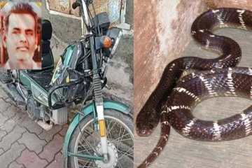 TVS XLயில் பதுங்கியிருந்த கட்டுவிரியன்..அடுத்து நேர்ந்த பரிதாபம்