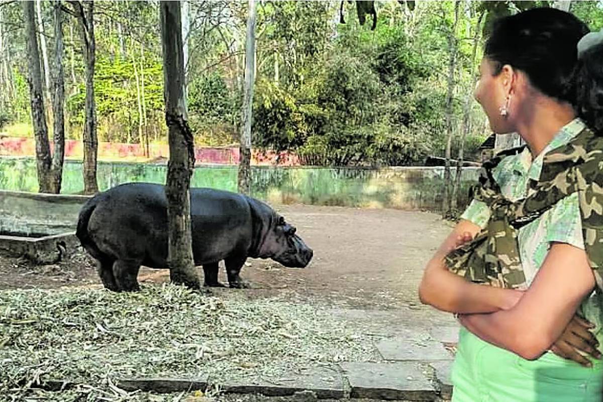 நீர்யானைக்கு சிகிச்சையளிக்கச் சென்ற இளம் பெண் மருத்துவருக்கு நேர்ந்த துயரம் | Karanataka Veterinary Doctor Dies In Hippo Attack