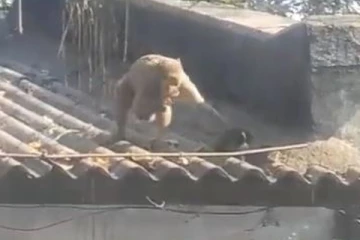 துரத்து துரத்தி பாசத்தினை காட்டும் குரங்கு.... குட்டி நாயின் ரியக்சனை நீங்களே பாருங்கள்