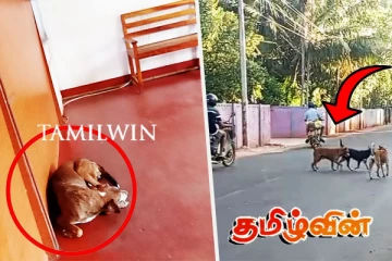 யாழில் தபால் நிலையத்திற்குள் நுழைந்த நாயால் சிரமத்திற்குள்ளான மக்கள்