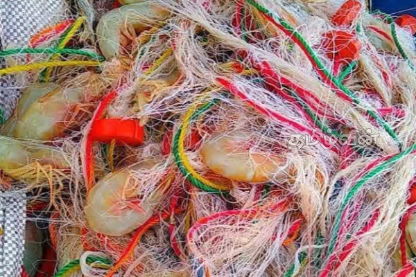 யாழ். வடமராட்சி கடலில் அதிகளவாக சிக்கும் இறால் | More Shrimp In The North Maratha Sea