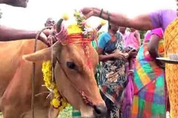 பசுமாட்டிற்கு வளைகாப்பு நடத்தி அழகு பார்த்த குடும்பம் - நெகிழ்ச்சி சம்பவம்!!