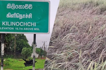 கிளிநொச்சியில் சிறுபோக நெற்செய்கையில் அதிகரித்த நோய் தாக்கம் : விவசாயிகள் கவலை