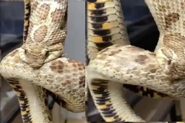 அப்படியென்ன இந்த பாம்பிற்கு கோபம்? தனக்குத் தானே கொடுத்த தண்டனை! வைரல் காட்சி