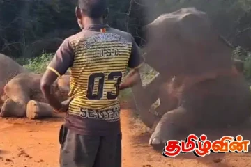 மடு-பாலம்பிட்டி பிரதான வீதியில் உயிருக்கு போராடும் யானை