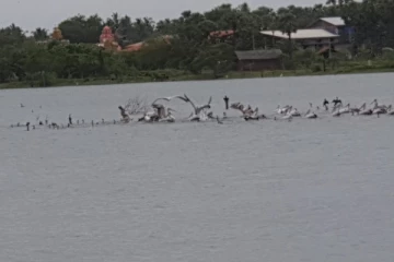 மட்டுநகர் வாவியில் விளையாடும் வெளிநாட்டு பறவைகள்(Video)