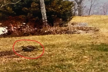 தோட்டத்தில் கேட்ட பறவைகள் சத்தம்... கனேடியருக்கு காணக்கிடைத்த அபூர்வ காட்சி