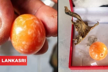 தெய்வம் கனவில் வந்து சொன்னதால் கோடீஸ்வரனான மீனவருக்கு சிக்கல்: சிறைக்கு செல்கிறார்