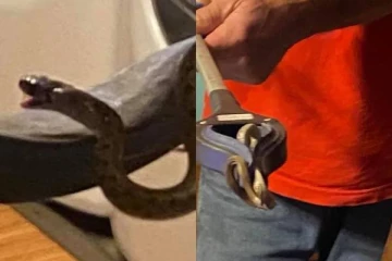 படுக்கைக்கு அடியில் வசித்த 18 பாம்புகள் அடங்கிய குடும்பம்! தலைமுடி குவியல் என நினைத்த பெண்ணுக்கு ஏற்பட்ட அதிர்ச்சி