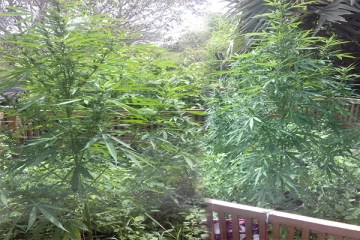 திருகோணமலையில் நுணுக்கமான முறையில் கஞ்சா செடிகளை வளர்த்த சந்தேகநபர் கைது (Photos)