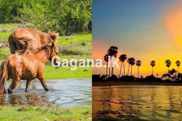 ලංකාවේ දූපතක්ම අයිති කරන් ඉන්න සතුන් - ලංකාවේ මෙච්චර ලස්සන තැනක් ඔබ දැක තිබෙනවාද..? (PHOTOS)