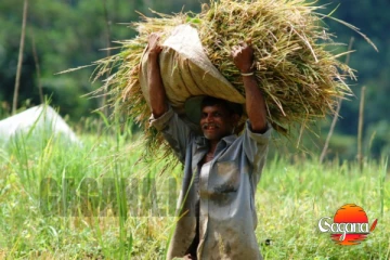 ගොවීන්ට මෙන්න සුබ ආරංචි ගොඩක්