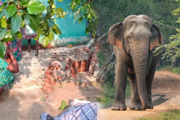 மட்டக்களப்பில் தொடரும் துயரம்; யானைகளால் பறிபோகும் மனித உயிர்கள் | Batticaloa Human Lives Taken By Elephants